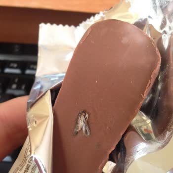 Ülker Böcek Çıktı İçinden Çikolatadan 🤮