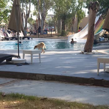 Halal Paradise Didim Aydın Hijyen Sıfır Ve Paramızı Vermiyor