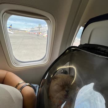 Sunexpress Hava Yolları 'nda Evcil Hayvan Sorunu