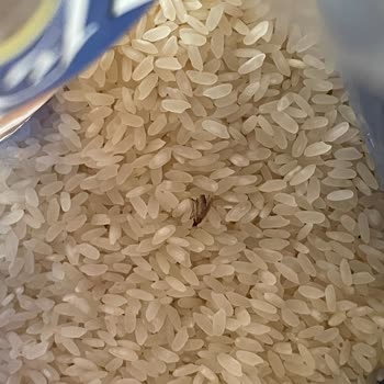 Carrefour SA'dan Alınan Zeki Pirinç'te Böcek Çıktı