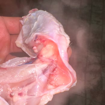 Gedik Piliç Sağlıksız Görüntü