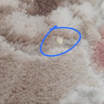 Zehra Halı Yıkama (Kayseri) Halıları Yıkamadan Geri Göndermiş