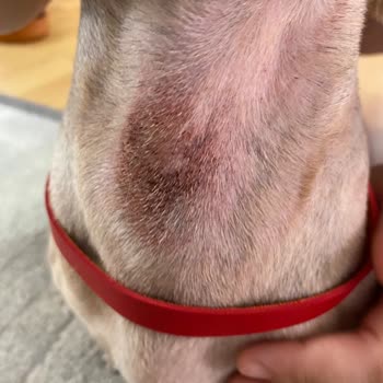 Hayvan Haklarını Koruma Derneği İzmir Buca'da Köpeğimin Tıraş Deneyimi
