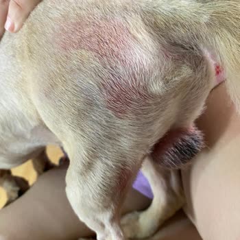 Hayvan Haklarını Koruma Derneği İzmir Buca'da Köpeğimin Tıraş Deneyimi