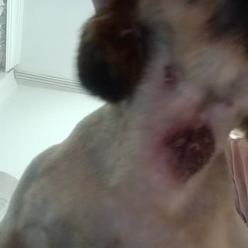 Hayvan Haklarını Koruma Derneği İzmir Buca'da Köpeğimin Tıraş Deneyimi
