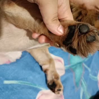 Hayvan Haklarını Koruma Derneği İzmir Buca'da Köpeğimin Tıraş Deneyimi