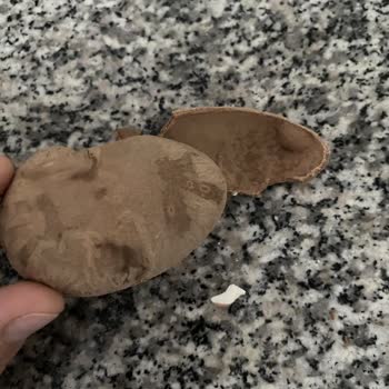 Ozmo Yumurta Bozuk Çıktı