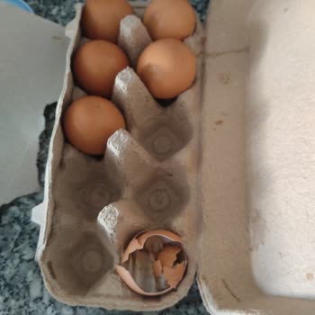 BİM Bozuk Tavuk, Yumurta