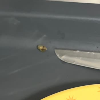 Sosero Turp Otundan Taş Çıkması