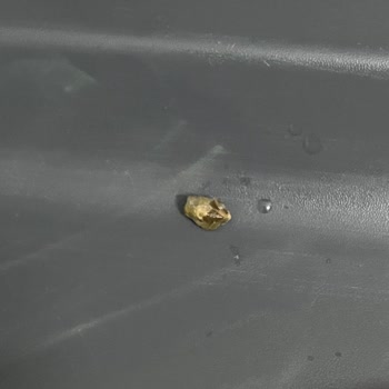 Sosero Turp Otundan Taş Çıkması