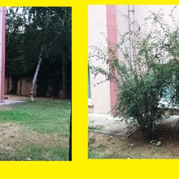 Kiptaş Bakımsız / Kurumuş Çalılar & Atılan İzmaritler