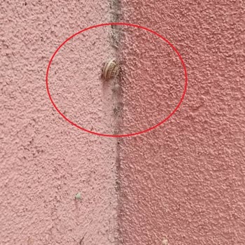 KİPTAŞ Tuzla Etap 2'de Sümüklü Böcek Sorunu!