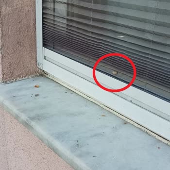 KİPTAŞ Tuzla Etap 2'de Sümüklü Böcek Sorunu!