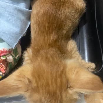 Alo 153 Hayvan Ambulansı Kedi Öldü