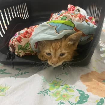 Alo 153 Hayvan Ambulansı Kedi Öldü