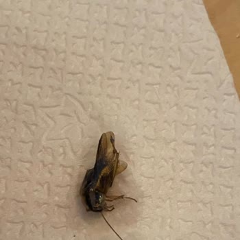 Gelato Ice Caffe Bubble Tea İçerisinde Haşarat