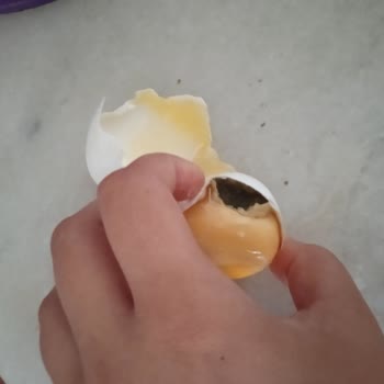 Arar Yumurta Küflenmesi ve Kokması