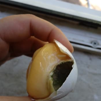 Arar Yumurta Küflenmesi ve Kokması