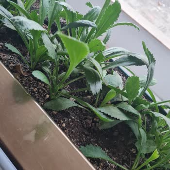 Zengarden Hatalı Tohum Gönderildi