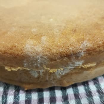 A101 Nimet Pastaban Pandispanya Keki Küflenmiş Çıktı