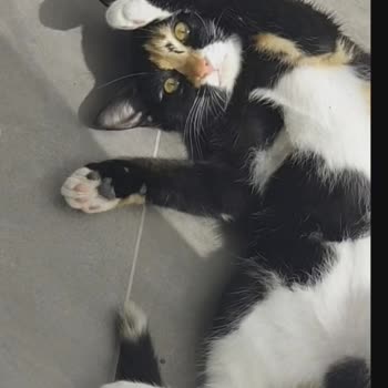 Çatalçam Veteriner Kliniği'nde Mikrop Kapan Kedim Öldü!