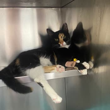 Çatalçam Veteriner Kliniği'nde Mikrop Kapan Kedim Öldü!