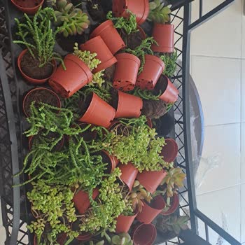 Sukulentworldd (İnstagram) Sukulent Dağılmış Şekilde Geldi