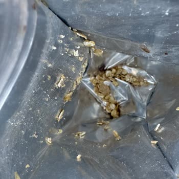 Funny Gıda Müsli Den Kelebek Çıktı!