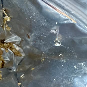 Funny Gıda Müsli Den Kelebek Çıktı!