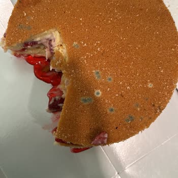 Yılmaz Pastanesi Pastaları Küflü Çıktı