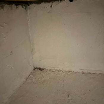 Bilge Otel Alaçatı Tahta Kurusu Isırığı