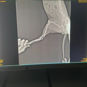 Pegasus Sağlık Raporum Olmasına Rağmen Biletimi İade Etmiyor