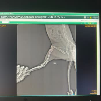 Pegasus Sağlık Raporum Olmasına Rağmen Biletimi İade Etmiyor