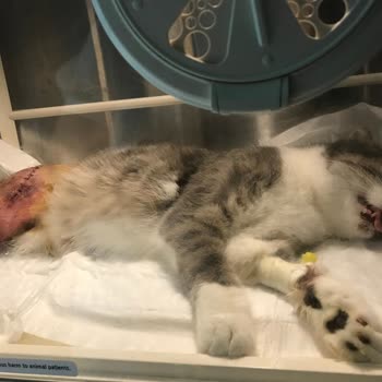 Pegasus Sağlık Raporum Olmasına Rağmen Biletimi İade Etmiyor