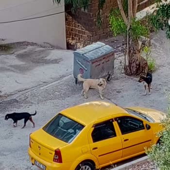 Bayraklı Belediyesi Köpek Saldırısı, Toplatılması İstiyoruz!