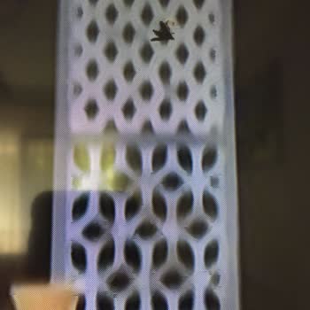 TCL Televizyonun İçine Kelebek Girmiş!