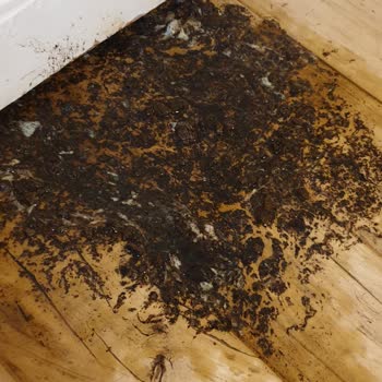 Trendyol'da Maskotpet Satıcısından Aldığım Mamalar Bozuk Ya Da Zehirli