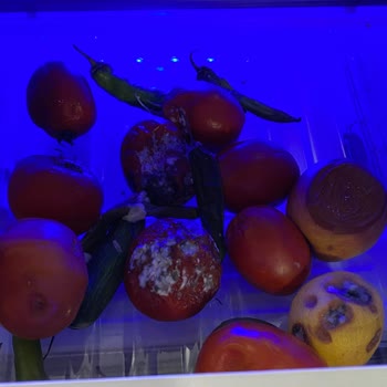 Arçelik Buzdolabı Küf Yapıyor
