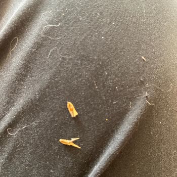 Köfteci Yusuf Sucuk Ekmekten Böcek Çıktı