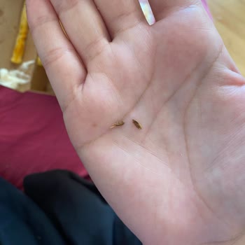 Köfteci Yusuf Sucuk Ekmekten Böcek Çıktı