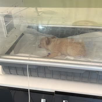 Doğa Köpek Üretim Çiftliği Zulmediyor