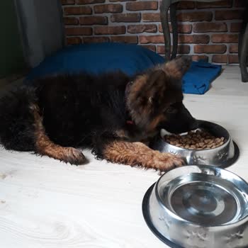 Doğa Köpek Üretim Çiftliği Zulmediyor