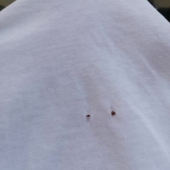 Kıyafet Delen Siemens Makine