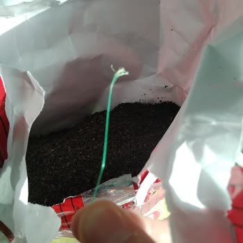 Çaykur Çay Paketinden Fırça Teli Çıktı