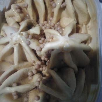 Carte D'or Gold Selection Kalitesizliği