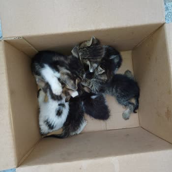 Güngören Belediyesi Veteriner Hizmetleri Hk