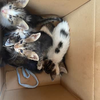 Güngören Belediyesi Veteriner Hizmetleri Hk