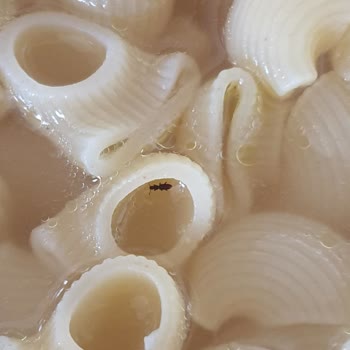 Filiz Makarnada Siyah Renkli Buğday Bitleri Çıktı
