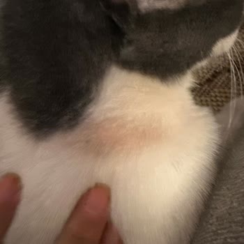 Bayer Elenco Seresto Taşıma Kedimize Sorun Yarattı