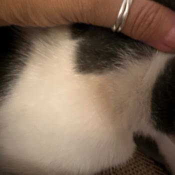 Bayer Elenco Seresto Taşıma Kedimize Sorun Yarattı